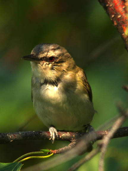 Red-eyed vireo